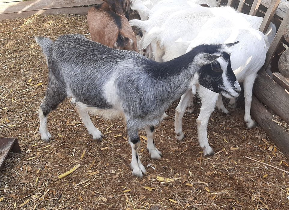 Альпийская коза год и 8 месяцев. Козы.