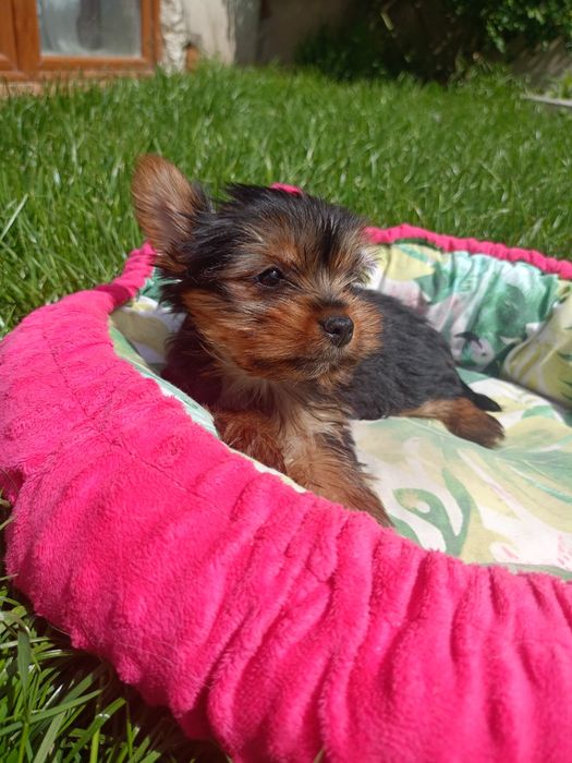 Yorkshire terrier  piesek gotowy do odbioru