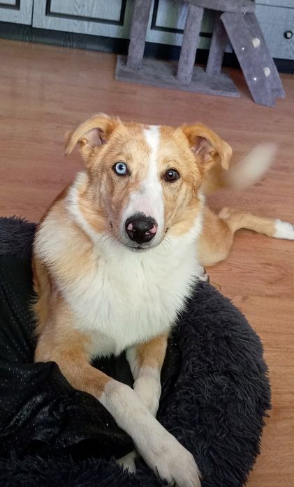 Oddam pieska w dobre ręce