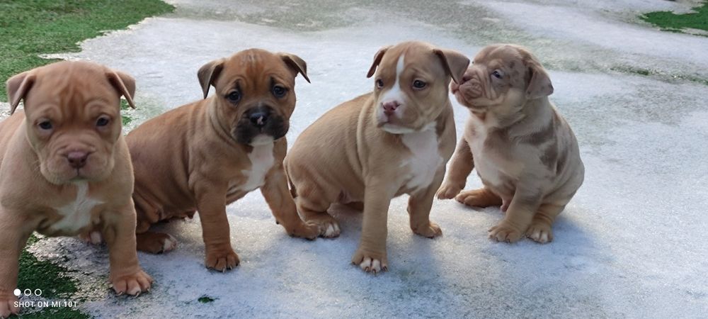 American bully suczka z metryką