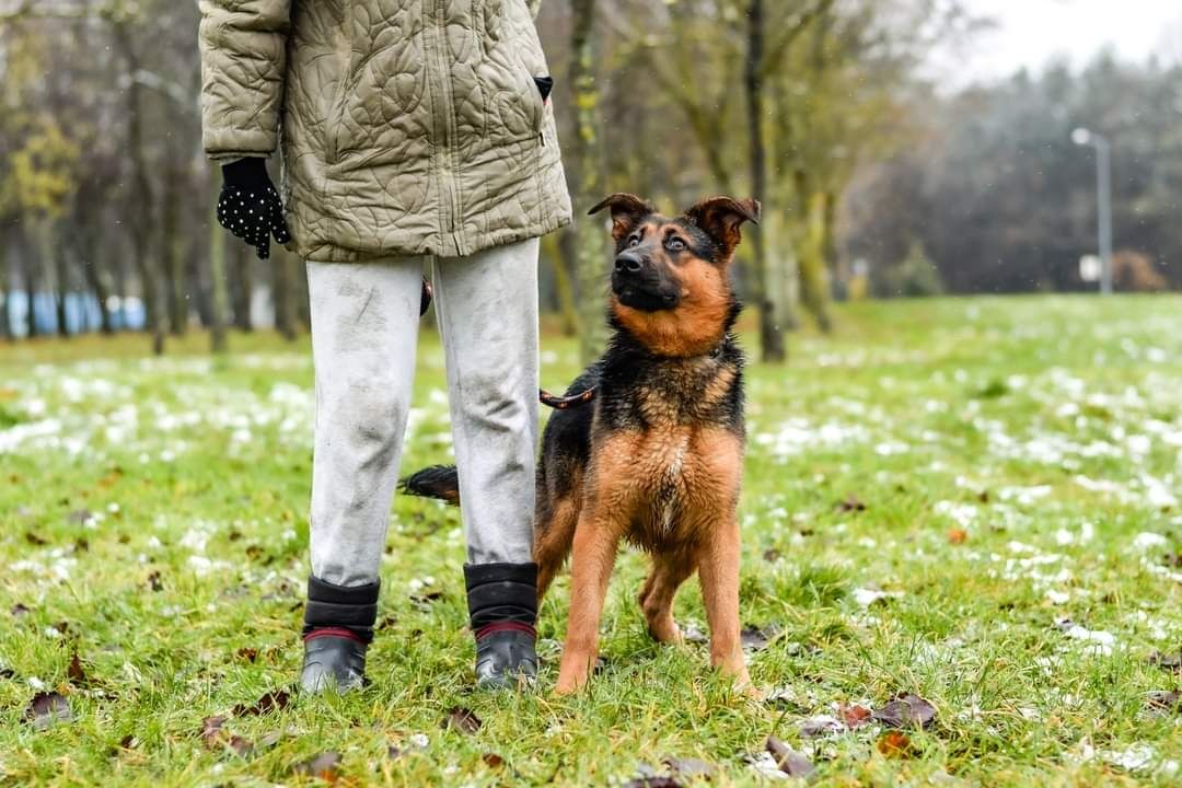 Psie dziecko w typie Owczarka niemieckiego szuka Domu!