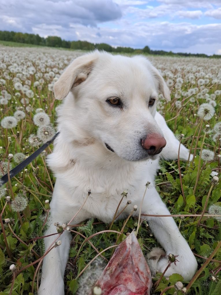 Labrador - oddam w dobre ręce