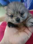 Zjawiskowa suczka Blue -merle szpic miniaturowy pomeranian**badania