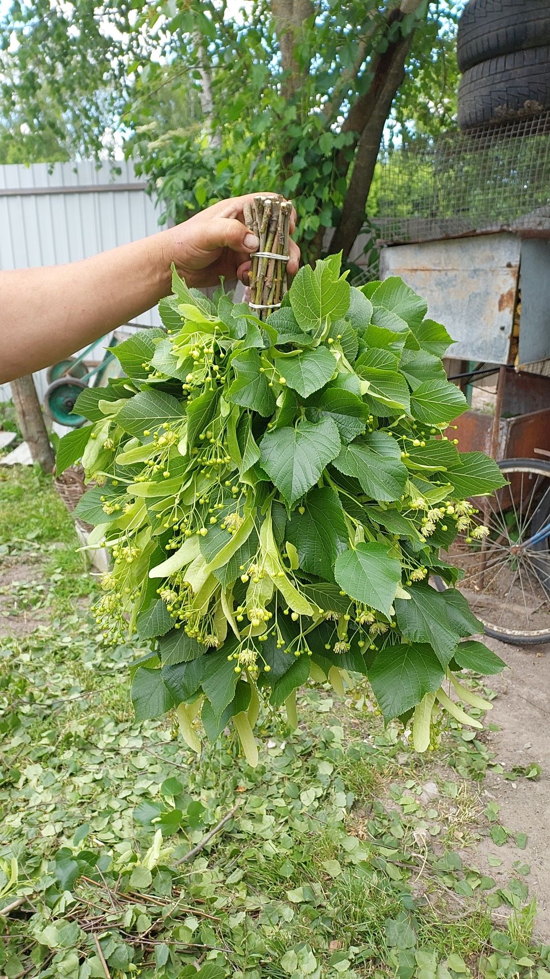 Продам віники  бані