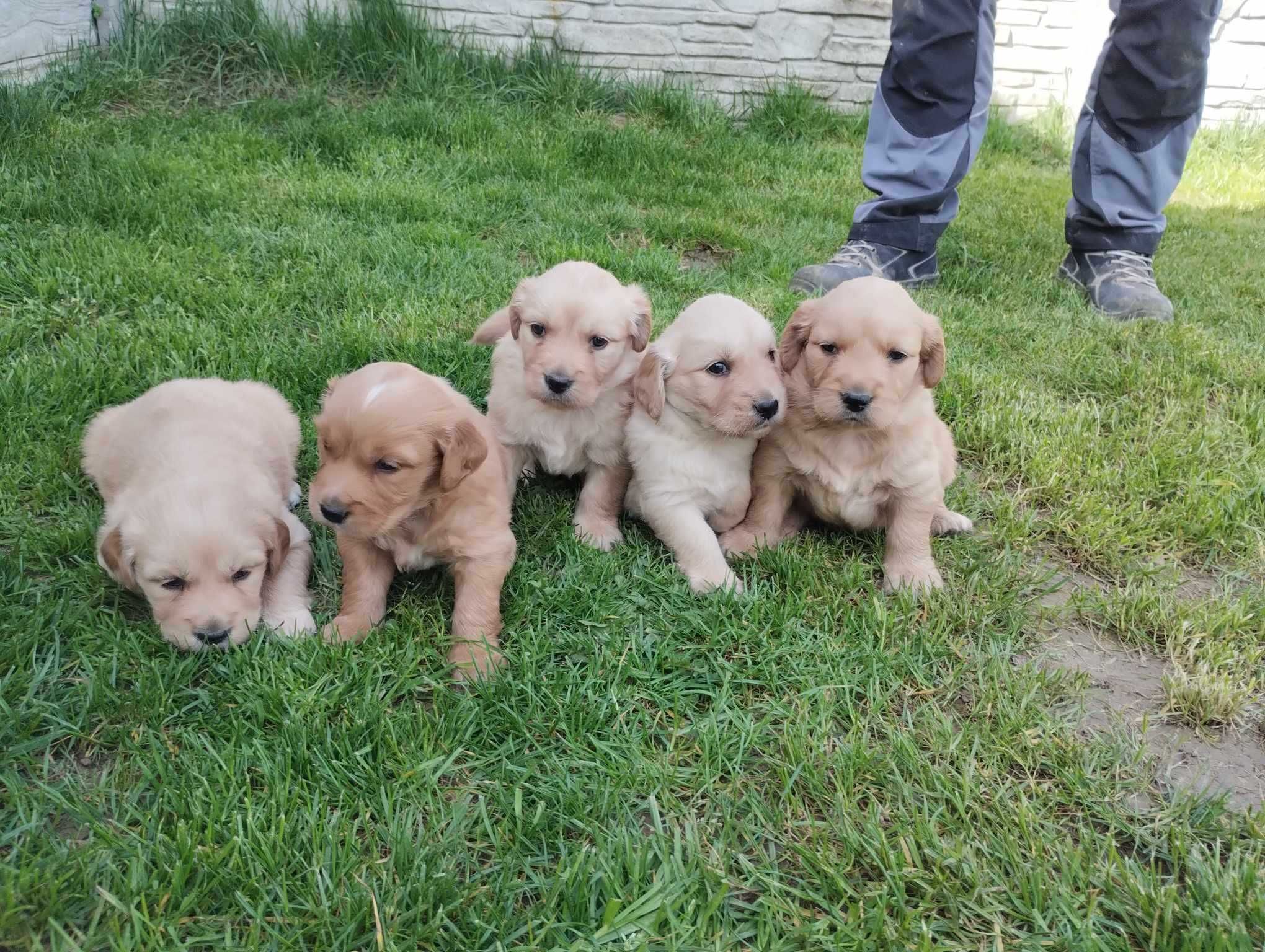 Piesek golden retriever, szczeniaczek