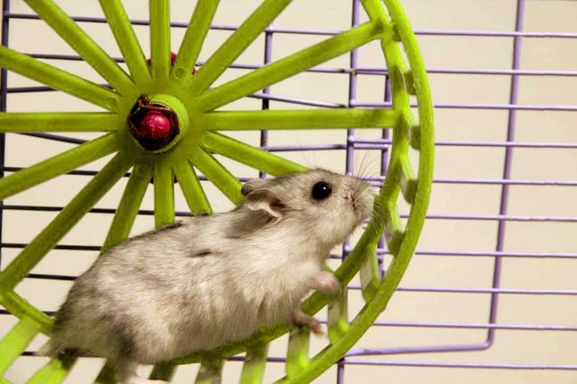 Hamsters Roda Jaula Corrida Exercicios Roedor Ratos Gerbils Periquitos