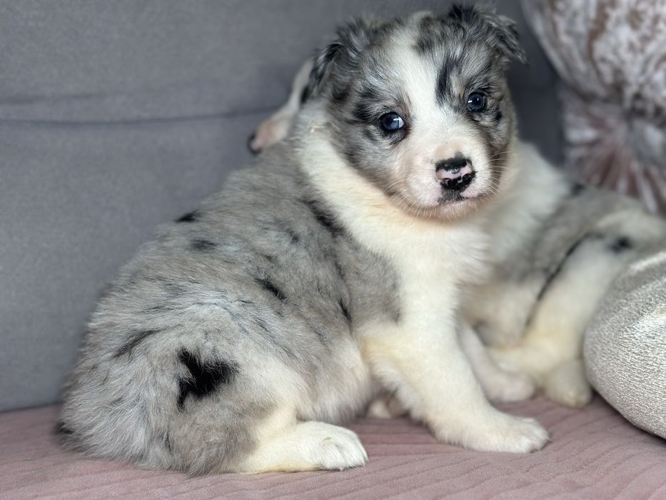 Suczka border collie blue merle