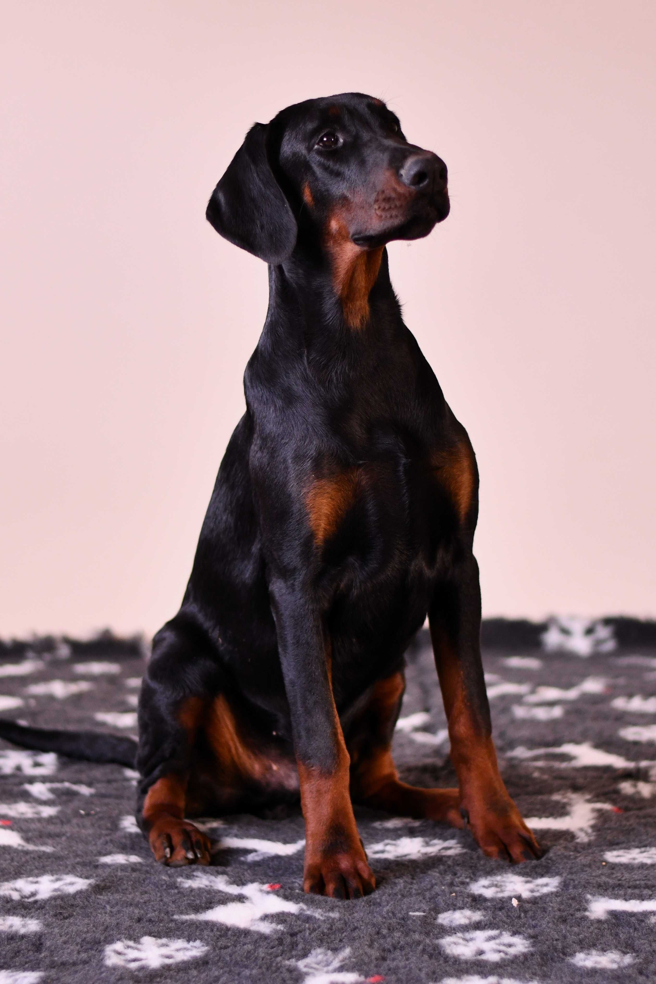 Doberman piesek FCI