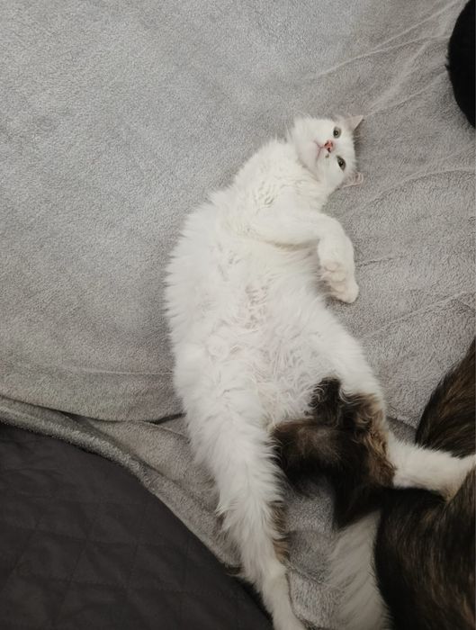 Cudowny kocurek Lizak szuka domku