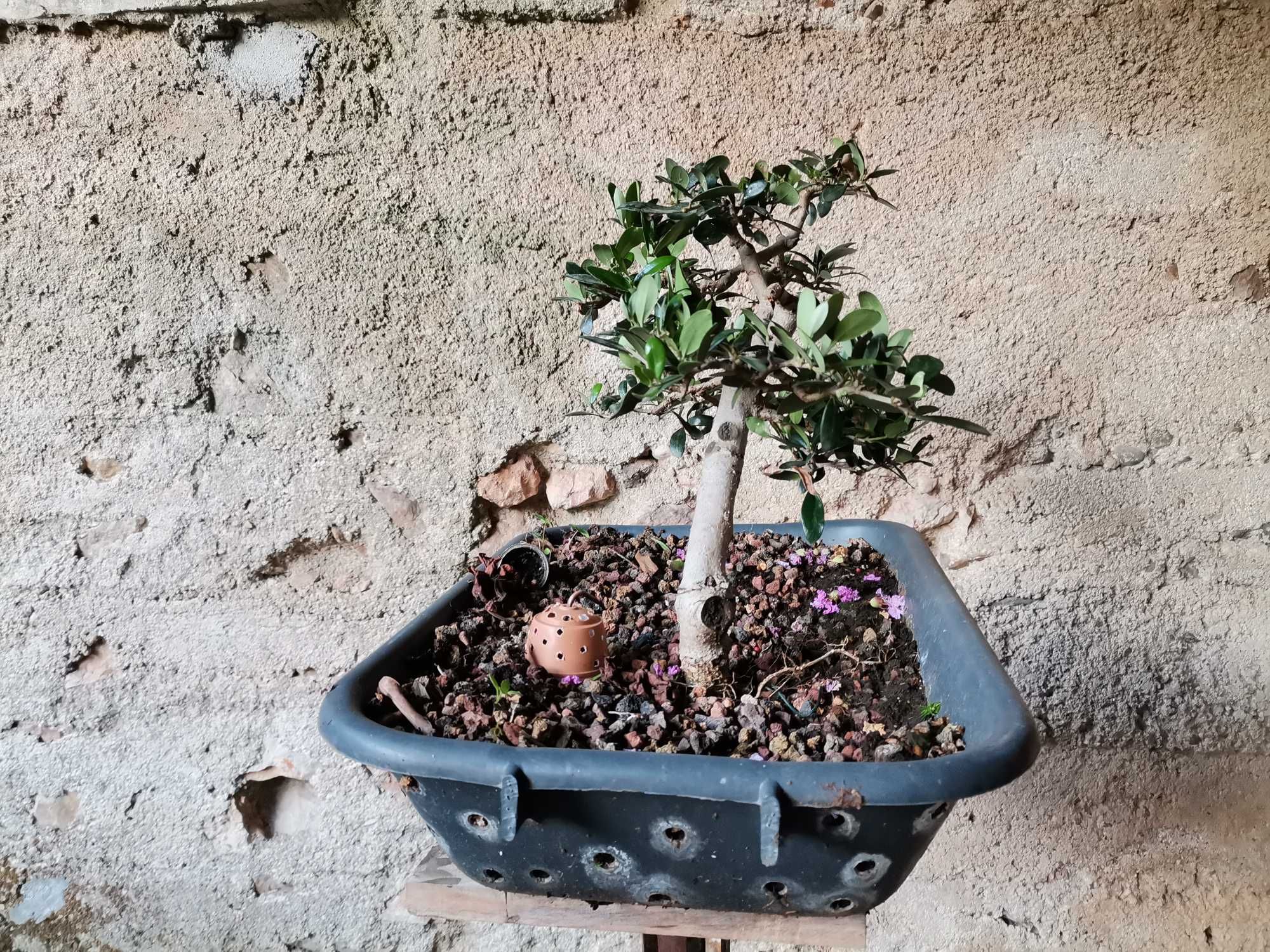 Pré-Bonsai de "Oliveira Europeia" - *VENDA URGENTE (DESOCUPAR)*