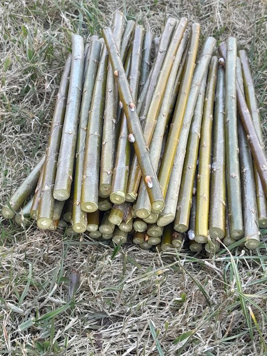 Sadzonki wierzby energetycznej