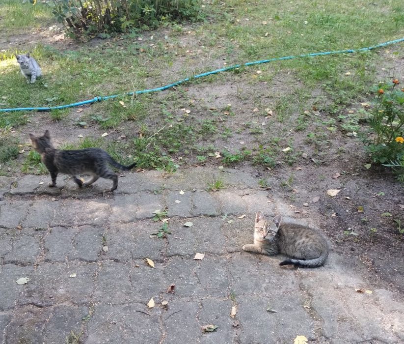 Oddam 4 kocięta ok 5 mies.