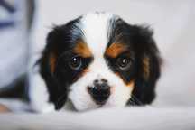Piesek tricolor Cavalier King Charles Spaniel