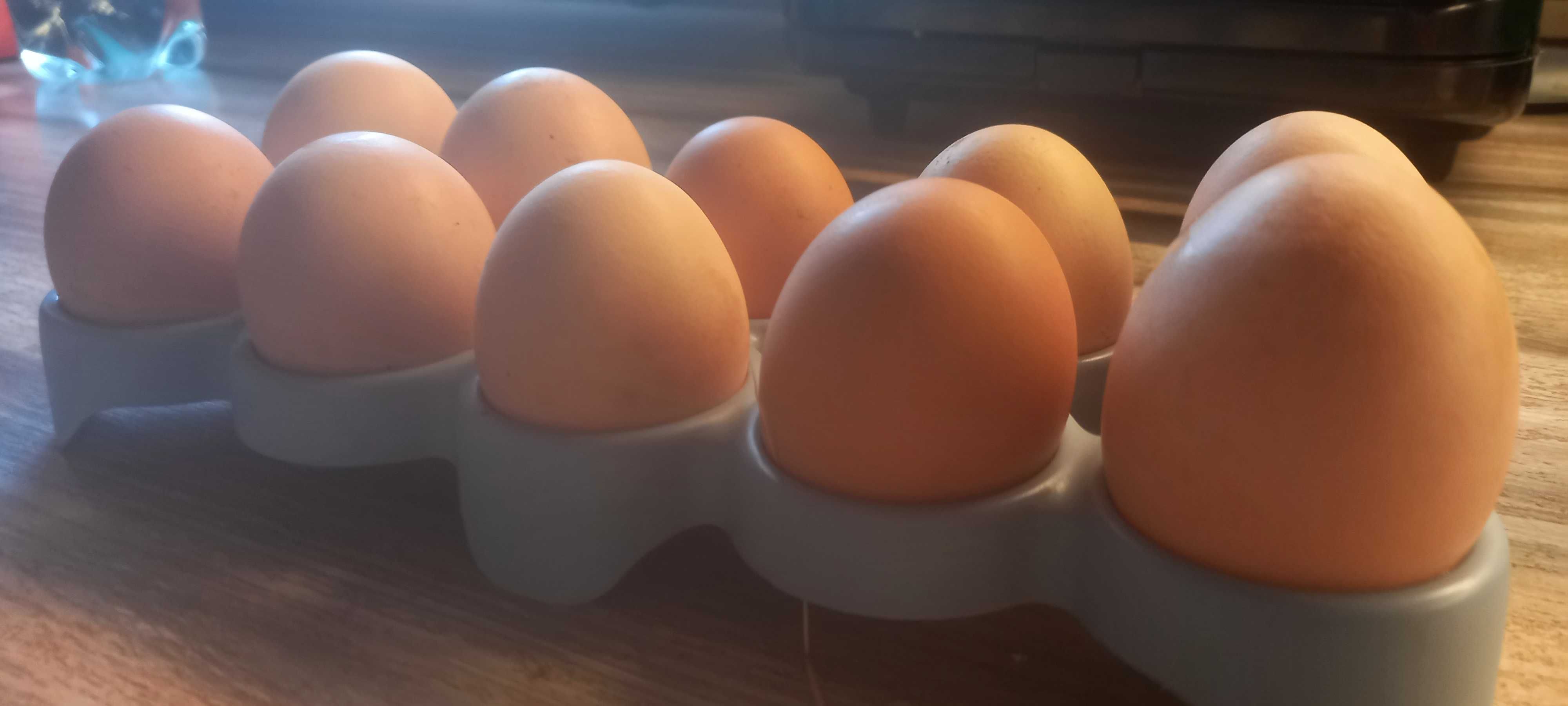 Домашние  куриные  яйца