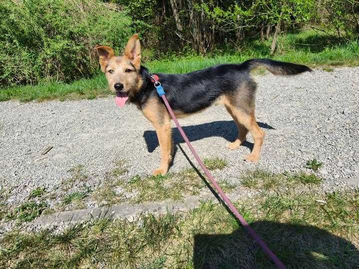 Volt czeka na dom...