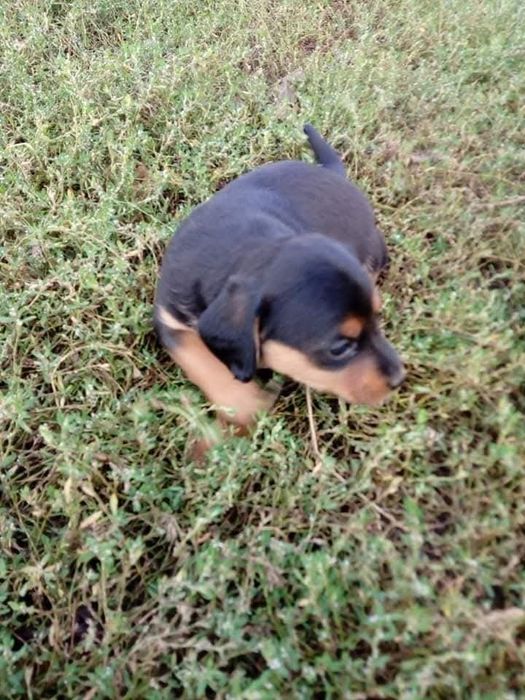 Oddam za darmo pieski