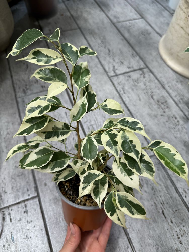 Фикус Суперба, Старлайт, cv. Green Islang variegated