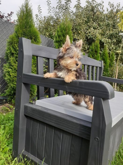Yorkshire terrier