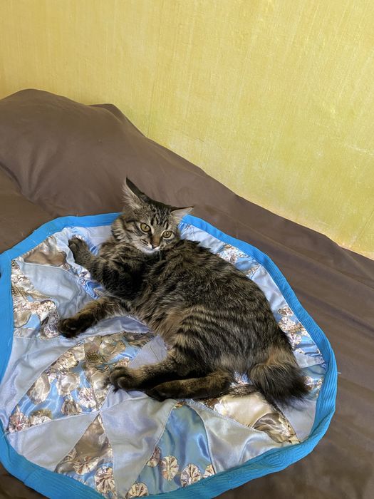 Котенок в заботливые руки