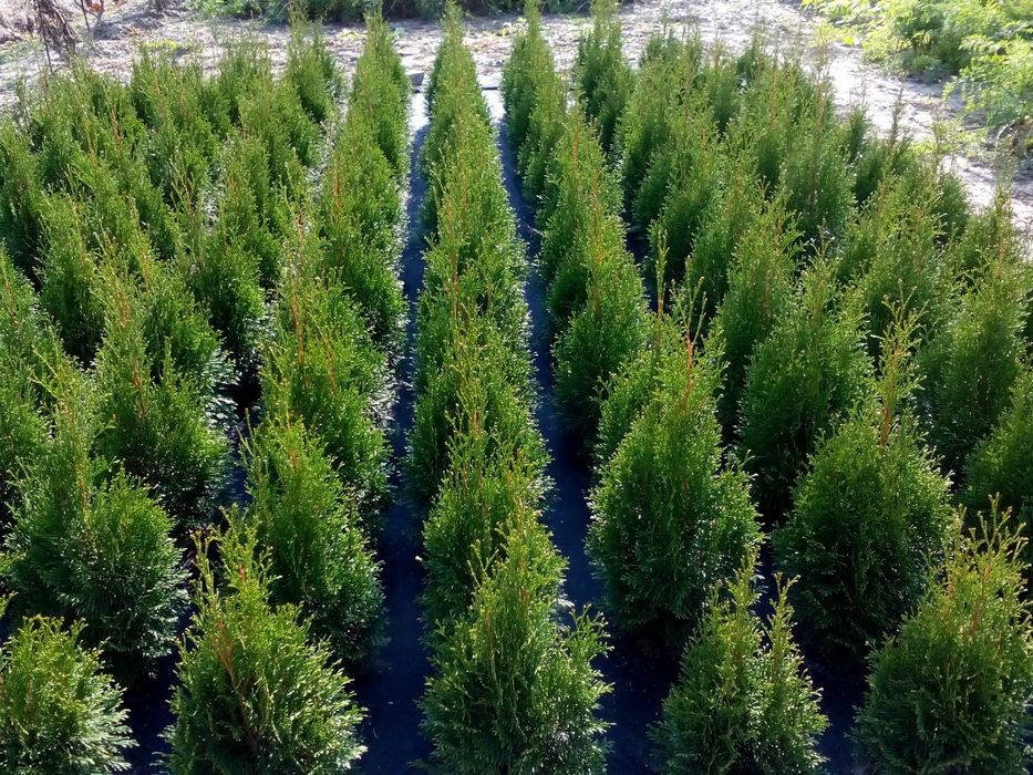 Туя Смарагд 60см, кіпарисовик Лавсона Колумнаріс 80см