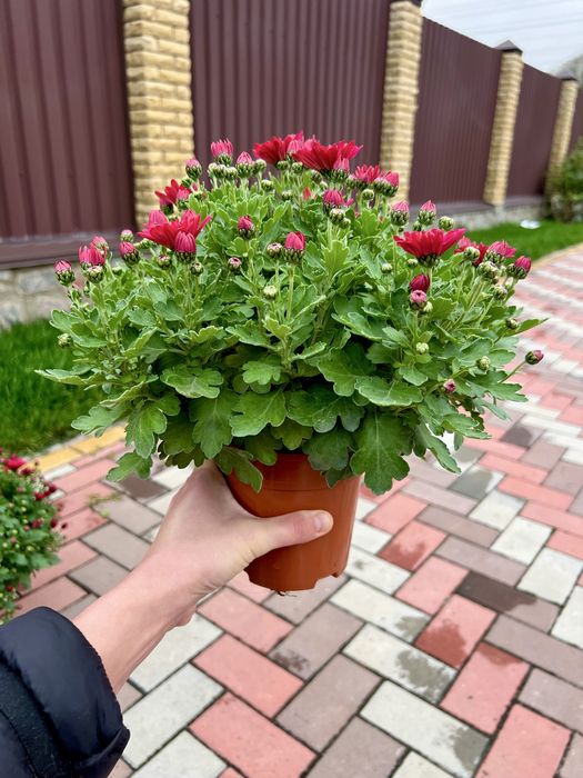 Хризантема мультифлора