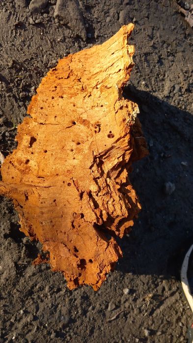 Drewno do terrarium #klatka #klatki