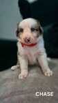 Rasowy pies Border Collie Red Merle