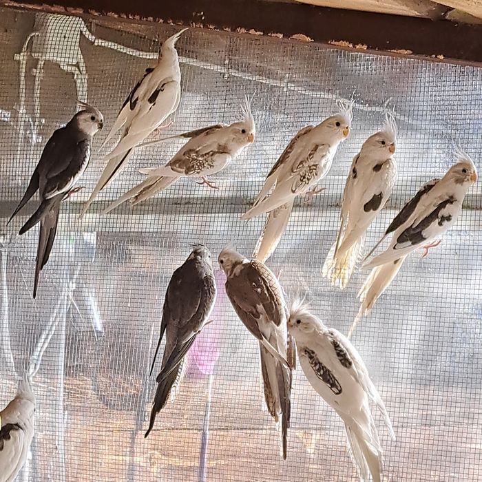 Sprzedam papugi nimfy