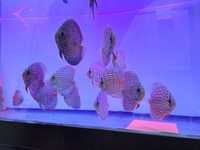 20 Discus turquesa azul jovens/ adultos 14/16cm