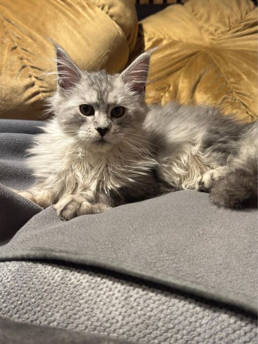 Kotka Maine Coon gotowa do odbioru