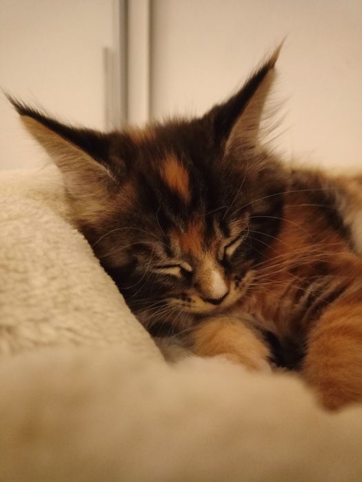 REZERWACJA Kotka Maine Coon Rodowód FPL