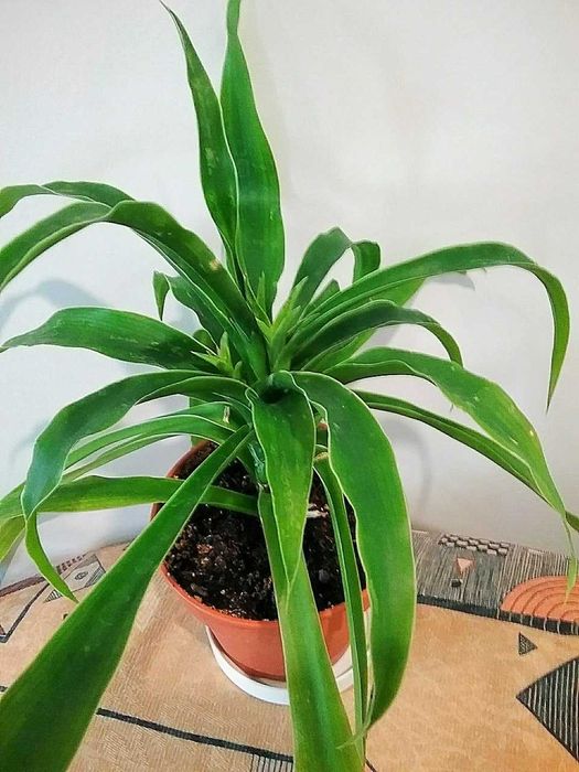 Юкка  домашняя пышный  цветочек.