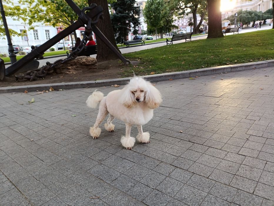 Вязка Малый пудель      Michelangelo   за Алиментного щенка договорная