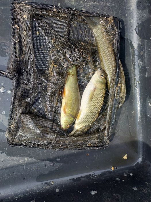 Narybek kroczek karaś pospolity