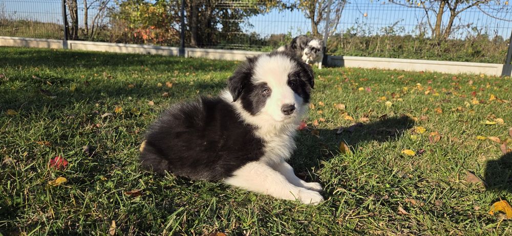 Border Collie ZKwP FCI sunia gotowa do odbioru
