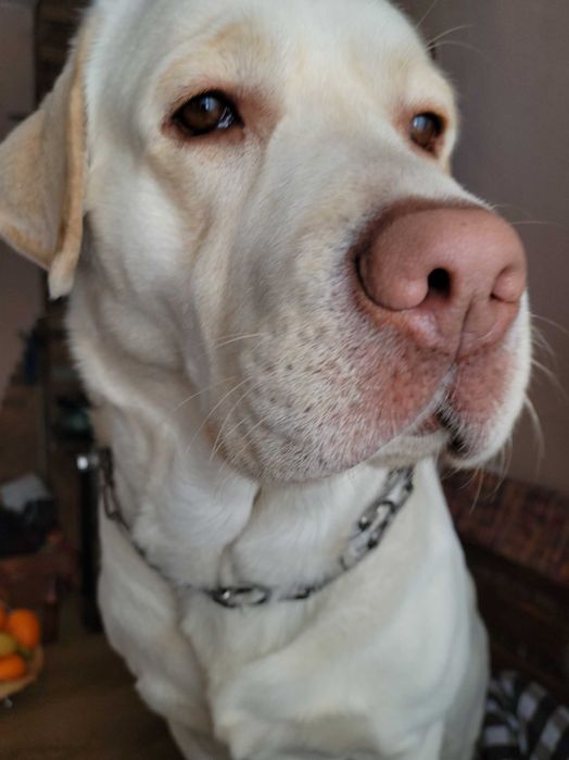 Розшукується лабрадор!!!