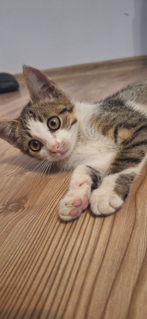 Wyjątkowy Cukierek poleca się do adopcji