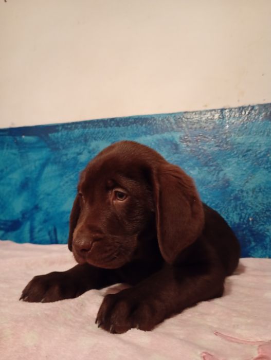 Mam na sprzedanie śliczne labladory