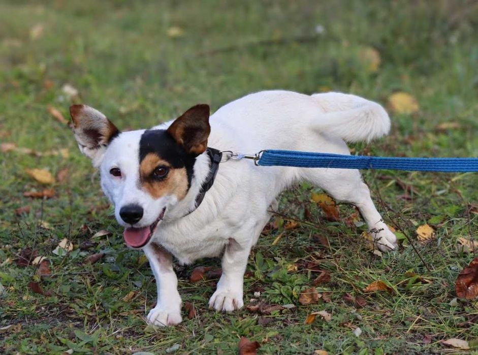 mała, młoda sunia do adopcji