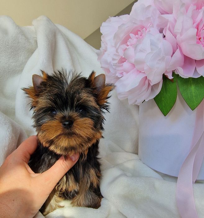 Sliczna malenka  suczka Yorkshire terrier uroda laleczki  rod ZKwP