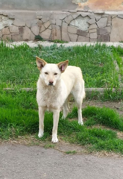 Красотка Роза. Срочно!