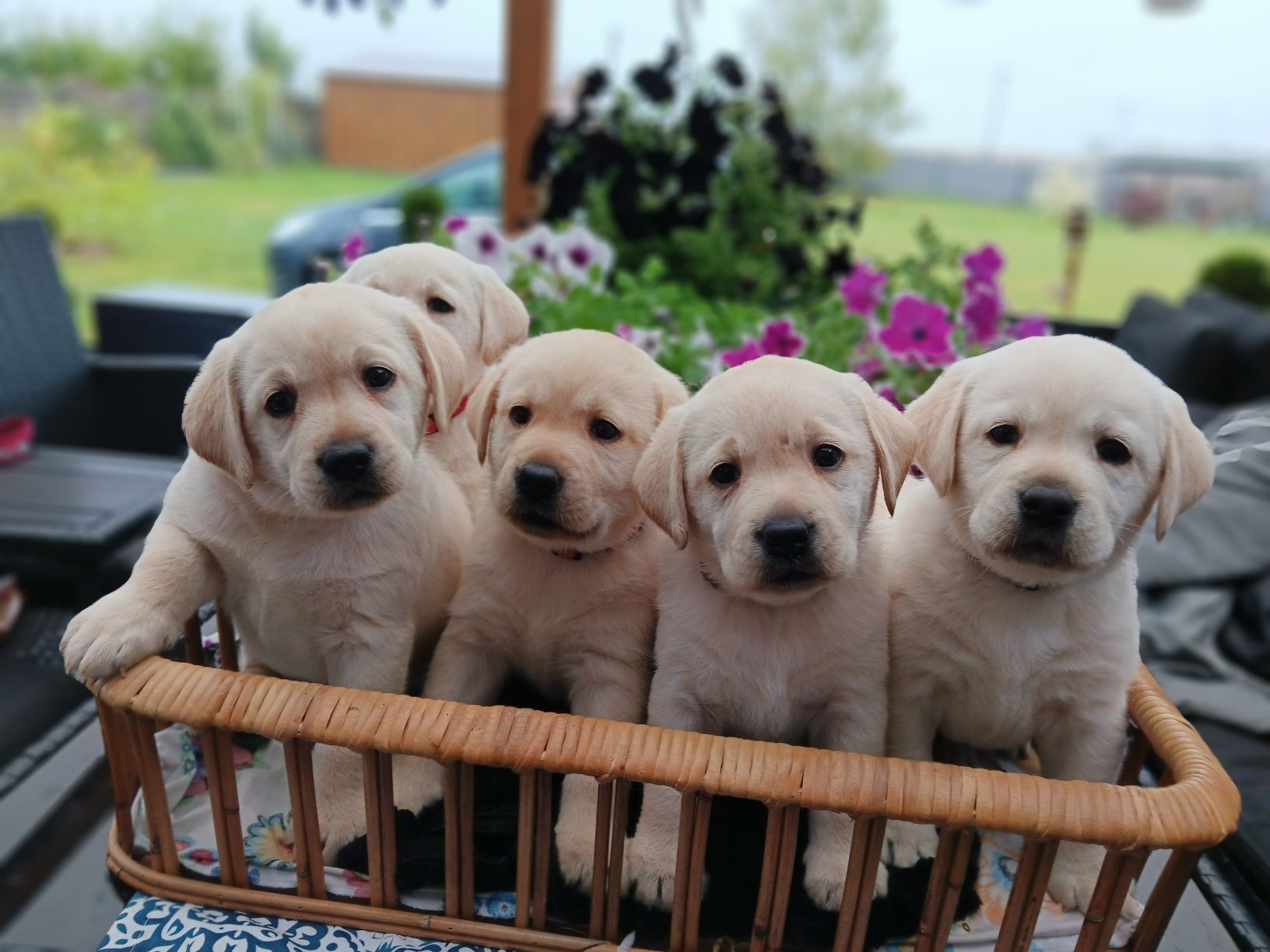 Labrador Retriever szczenie Wspaniałej Budowy Po ojcu pochodzenia FCI
