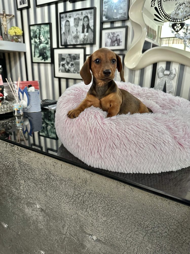 Teckel menina linda