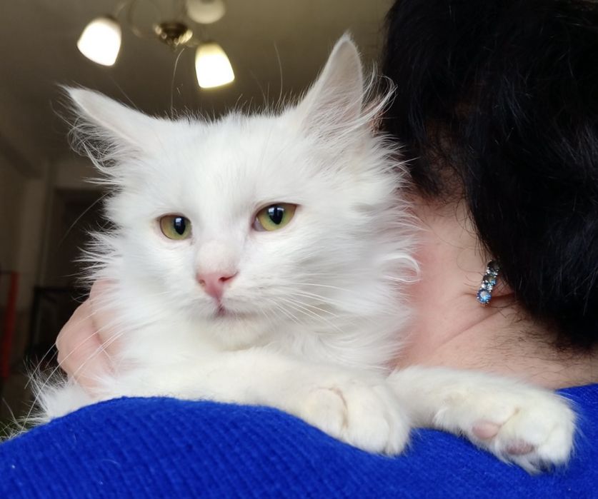 Белый котенок 4мес пушистый ангорский котик білий котята кошеня