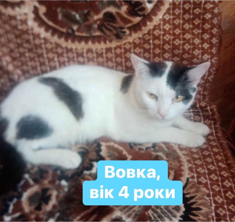 Котики шукають новий дім!