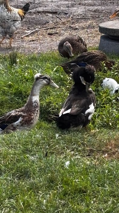 Sprzedam Kaczki ekologiczne