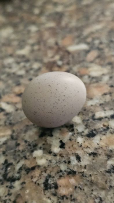 Ovos de codorniz chinesa