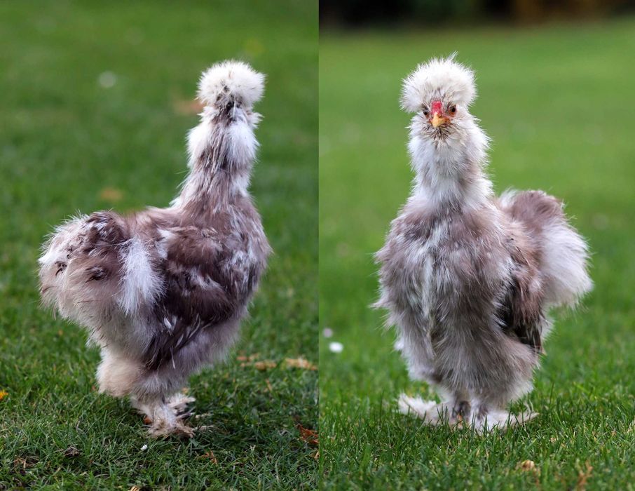 Silka jedwabista USA / kogut (kura ozdobna), silki jedwabiste mottled