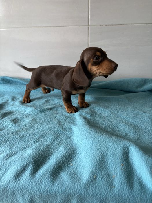 Teckel miniatura macho