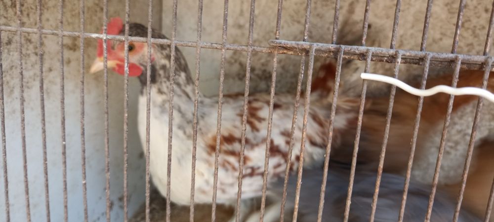 Coquichos, garnisés, galinhas da Índia, Casal Galinhas boas para Choca